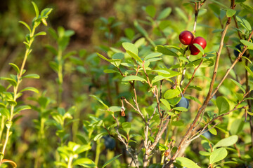 Natural wild berries cranberries blueberries in the forest in summer