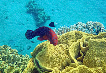 Red coral grouper, scientific name is Cephalopholis miniata, in inhabits coral reefs of the Red...