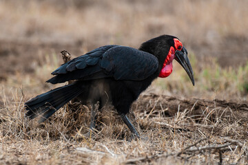 Bucorve du Sud, Grand calao terrestre, Bucorvus leadbeateri, Southern Ground Hornbill