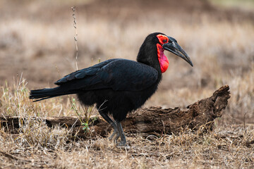 Bucorve du Sud, Grand calao terrestre, Bucorvus leadbeateri, Southern Ground Hornbill