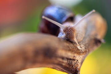 Large snail on a tree branch. Burgudian, grape or Roman edible snail from the Helicidae family. Air-breathing gastropods.