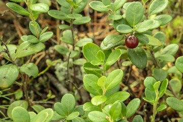 Lingonberry in the forest in summer