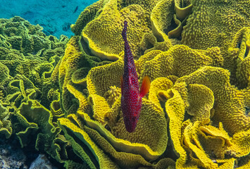 
Red coral grouper, scientific name is Cephalopholis miniata, in inhabits coral reefs of the Red Sea, Middle East
