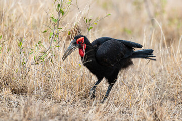 Bucorve du Sud, Grand calao terrestre, Bucorvus leadbeateri, Southern Ground Hornbill