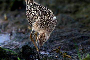 Ruff search food on coastline