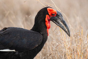Bucorve du Sud, Grand calao terrestre, Bucorvus leadbeateri, Southern Ground Hornbill