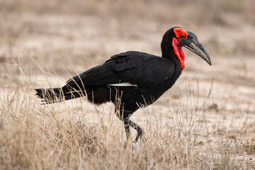 Bucorve du Sud, Grand calao terrestre, Bucorvus leadbeateri, Southern Ground Hornbill