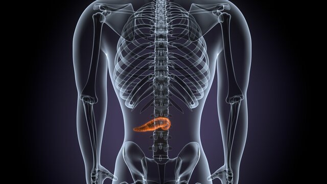 3d illustration of male human body pancreas anatomy