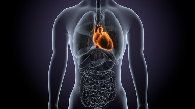 3d render of male human body heart anatomy