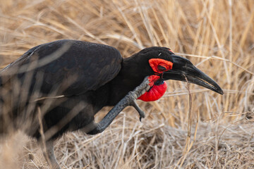 Bucorve du Sud, Grand calao terrestre, Bucorvus leadbeateri, Southern Ground Hornbill