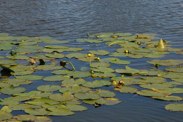 water lilies in the pond