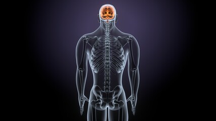 3d render of male human body brain anatomy