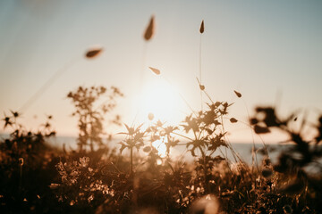 brown leaves and plants at sunset - obrazy, fototapety, plakaty