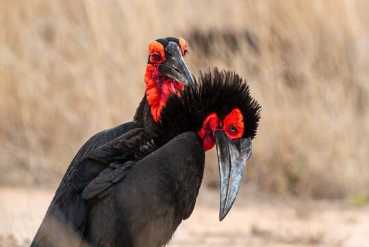 Bucorve du Sud, Grand calao terrestre, Bucorvus leadbeateri, Southern Ground Hornbill