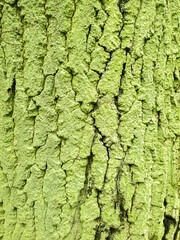Tree bark covered by green moss. Close up view looks like texture.