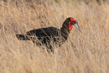 Bucorve du Sud, Grand calao terrestre, Bucorvus leadbeateri, Southern Ground Hornbill © JAG IMAGES