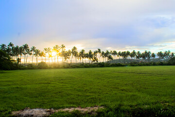 Fototapeta na wymiar Coconut Skyline of Goa at Sunset 2