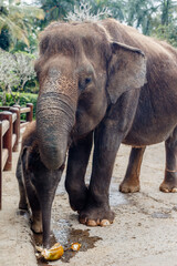 Fototapeta premium Critically endangered Sumatran elephant. Bali, Indonesia