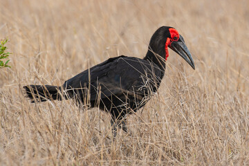 Bucorve du Sud, Grand calao terrestre, Bucorvus leadbeateri, Southern Ground Hornbill