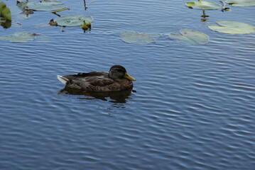 ducks in the lake