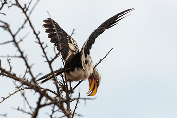 Calao leucomèle,.Tockus leucomelas, Southern Yellow billed Hornbill
