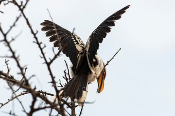 Calao leucomèle,.Tockus leucomelas, Southern Yellow billed Hornbill