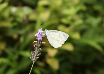 Cabbage butterfly on purple lavender flower