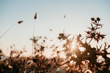 brown leaves and plants at sunset