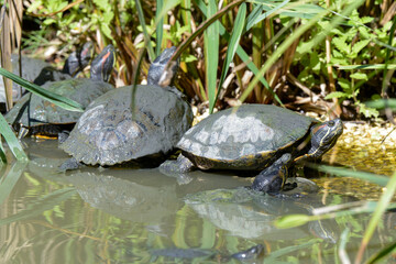 Tortue de Floride, Trachemys scripta