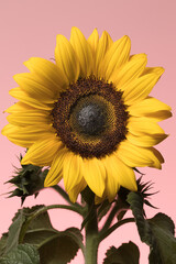 Beleza de um Girassol