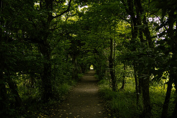 Tunnel of trees in park, Milotice castle, South Moravia, Czech Republic