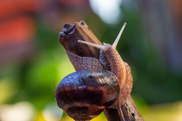 Large snail on a tree branch. Burgudian, grape or Roman edible snail from the Helicidae family. Air-breathing gastropods.