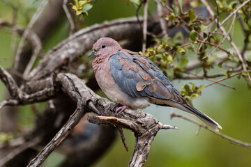 Tourterelle maillée,.Spilopelia senegalensis , Laughing Dove