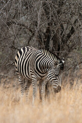 Zèbre de Burchell, Equus quagga burchelli, Parc national Kruger, Afrique du Sud