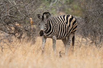 Zèbre de Burchell, Equus quagga burchelli, Parc national Kruger, Afrique du Sud