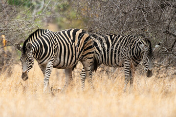 Zèbre de Burchell, Equus quagga burchelli, Parc national Kruger, Afrique du Sud