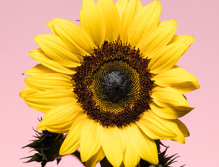 Beleza de um girassol