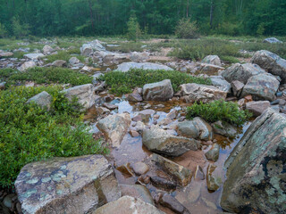 the shore on a mountain river large rocks and plants in the foreground against the background of a forest in the fog