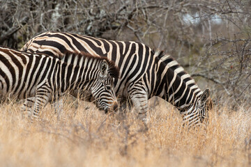Obraz na płótnie Canvas Zèbre de Burchell, Equus quagga burchelli, Parc national Kruger, Afrique du Sud