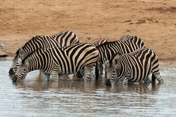 Fototapeta na wymiar Zèbre de Burchell, Equus quagga burchelli, Parc national Kruger, Afrique du Sud