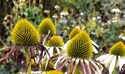 Echinacea Blume Heilpflanze