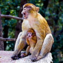 Monkey mother with baby