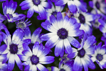 The name of these flowers name is Cineraria. Scientific name is Pericallis × hybridus .