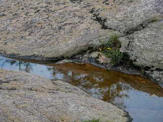 large stones close-up of water and plants