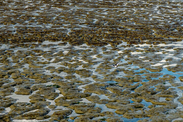 view on the wadden sea of the north sea at low tide near emden