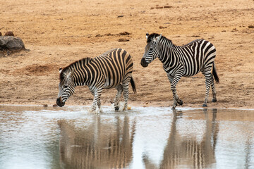 Zèbre de Burchell, Equus quagga burchelli, Parc national Kruger, Afrique du Sud