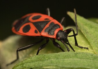 red black beetle on a leaf