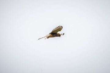 Turmfalke auf der Jagd, Tagesausflug nach Spiekeroog