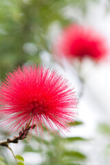 The name of this flower is Mimosa,Persian silk tree,Pink siris.
Scientific name is Albizia julibrissin Durazz.