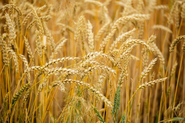 Cereal field. Ears of golden wheat and barley close up. Background of ripening ears.